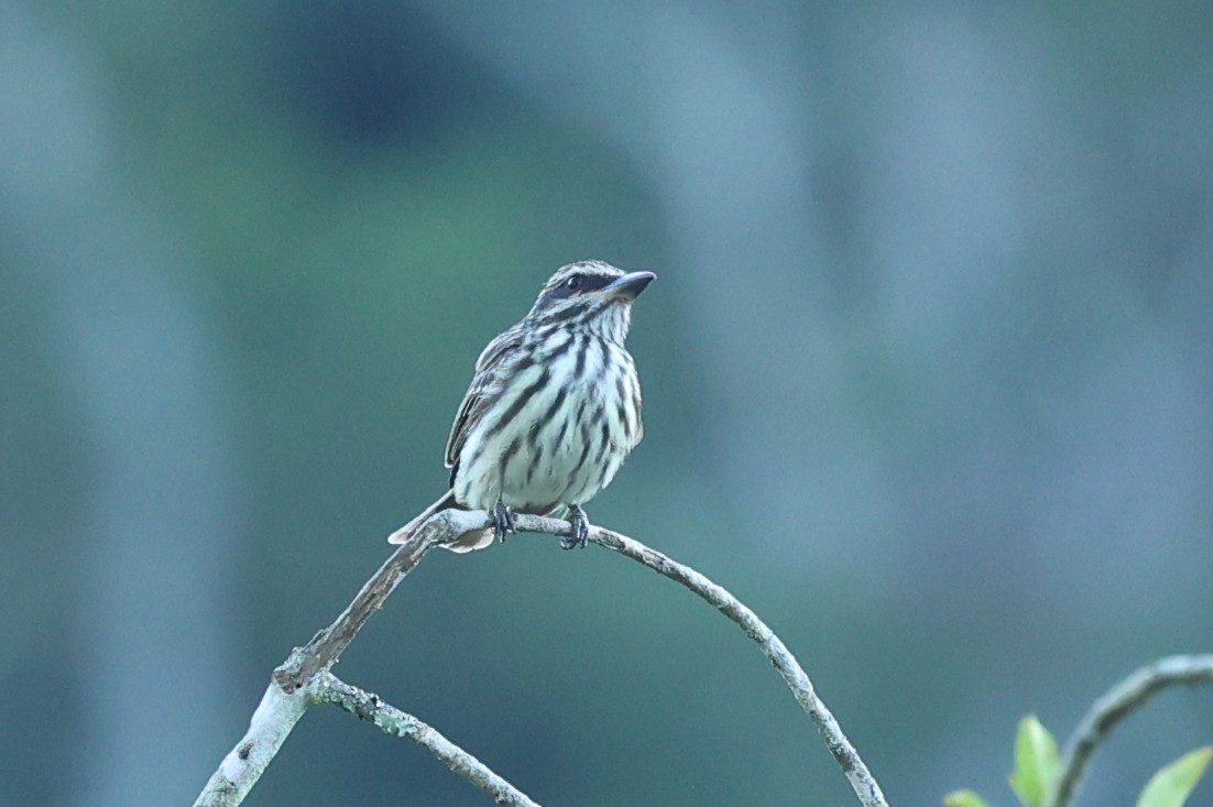 Streaked Flycatcher - ML644683178
