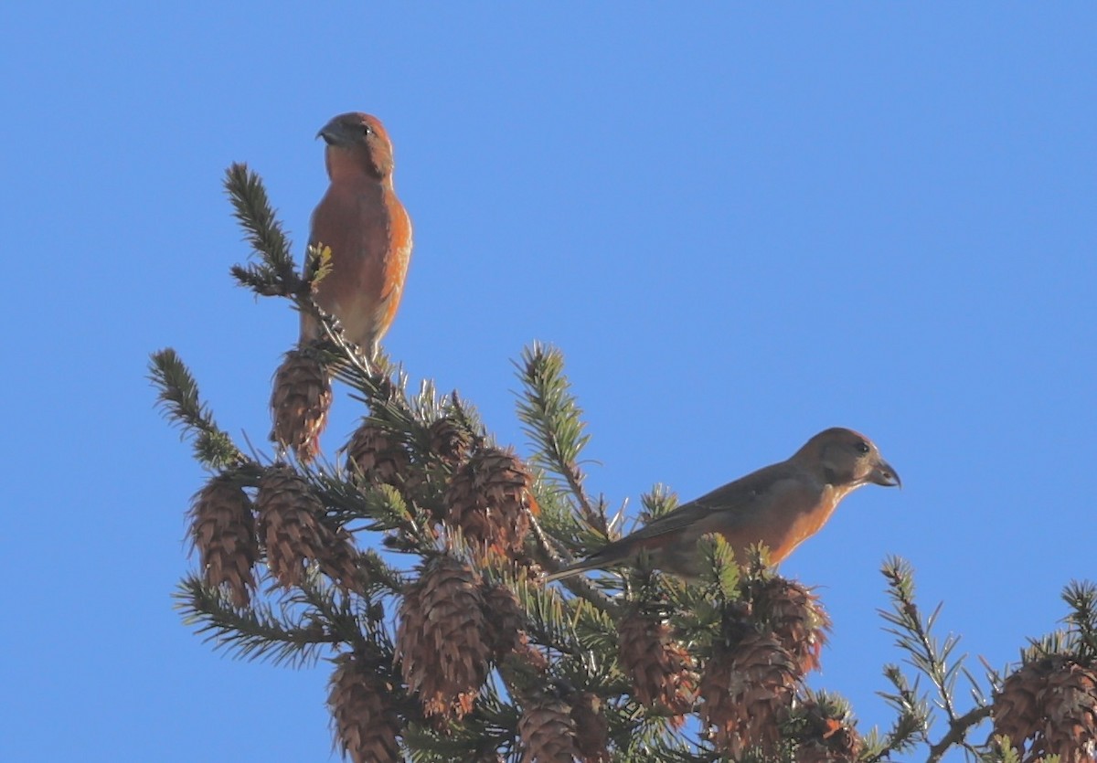 Гацуурын солбин хошуут - ML644683179