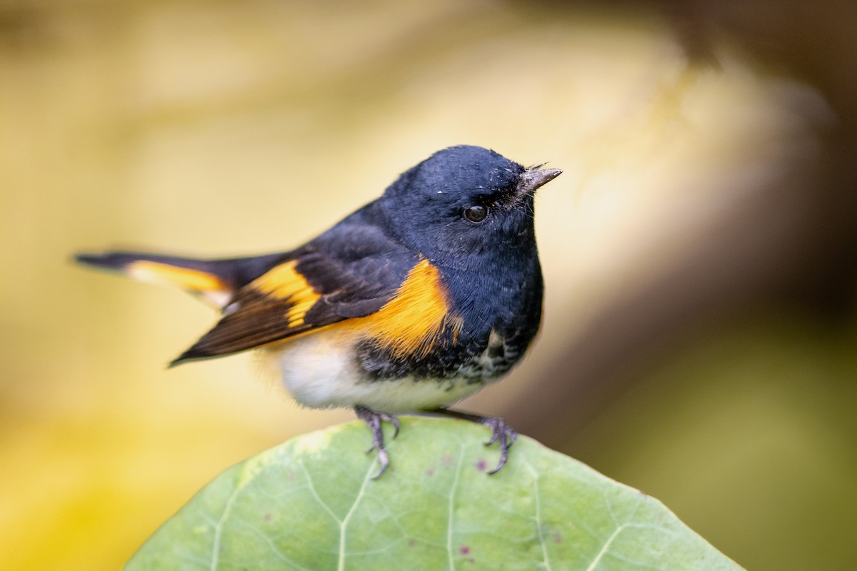 American Redstart - ML644683195