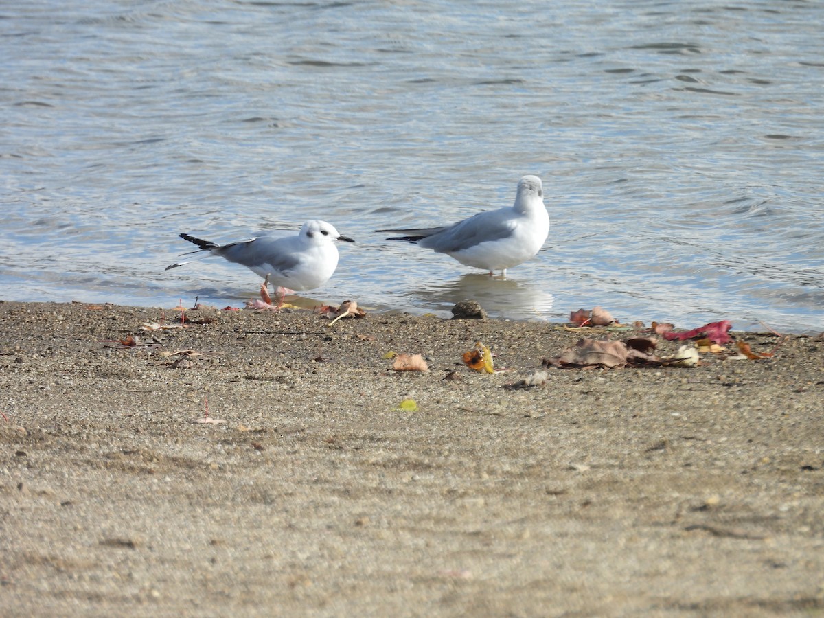 Bonaparte's Gull - ML644683196