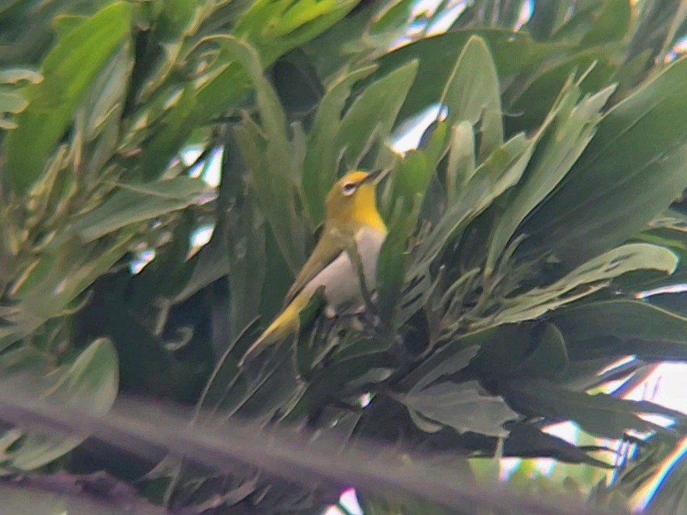 Lowland White-eye - ML644683197