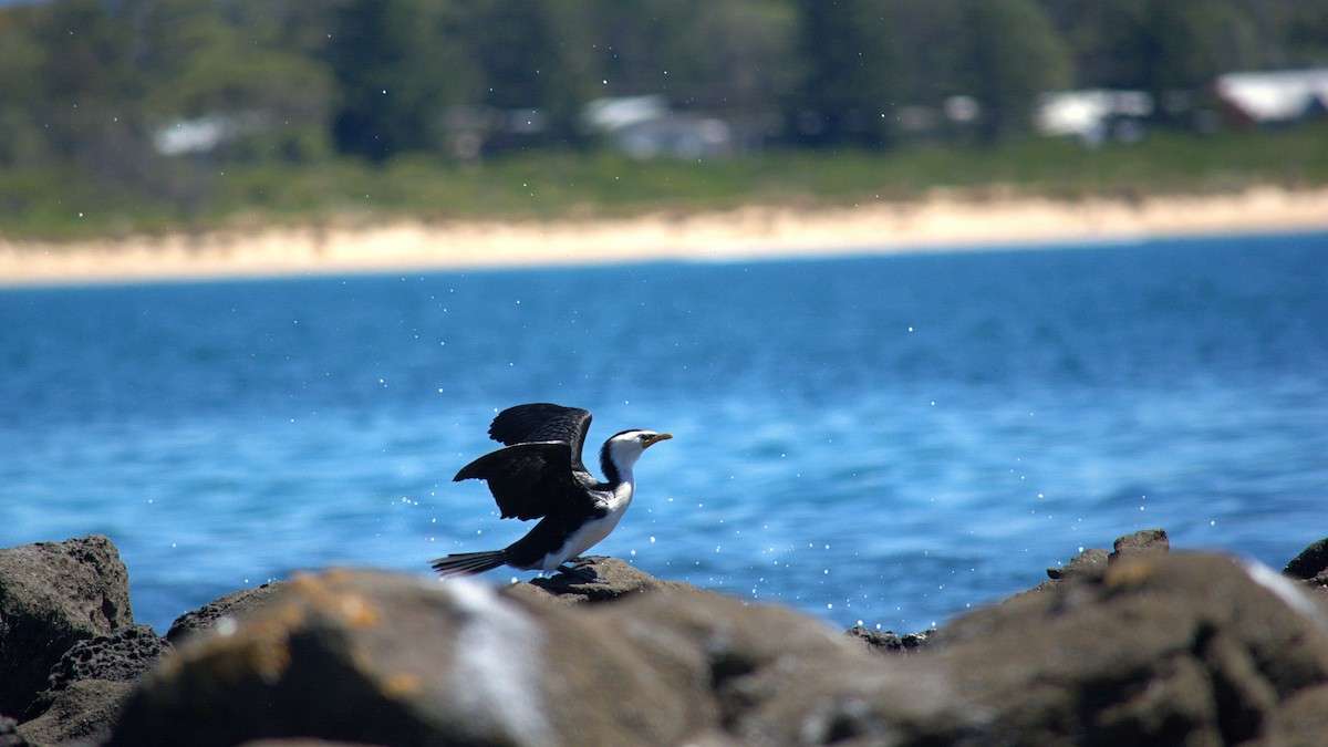 Little Pied Cormorant - ML644683198