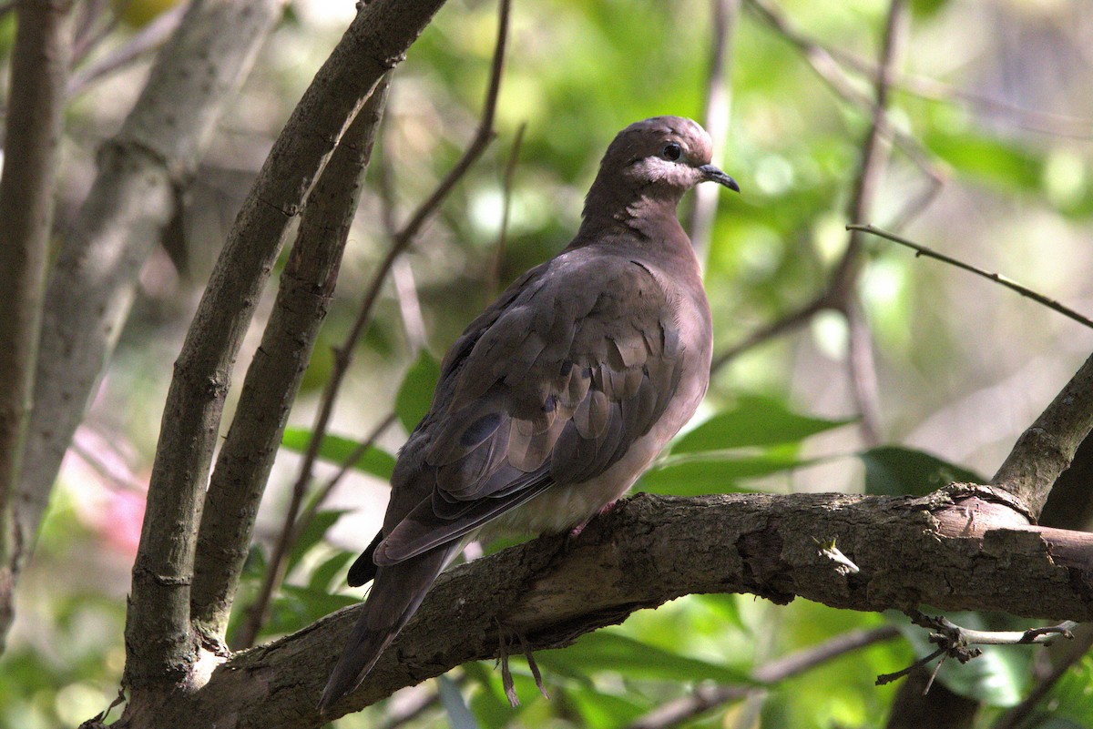 Eared Dove - ML644683200
