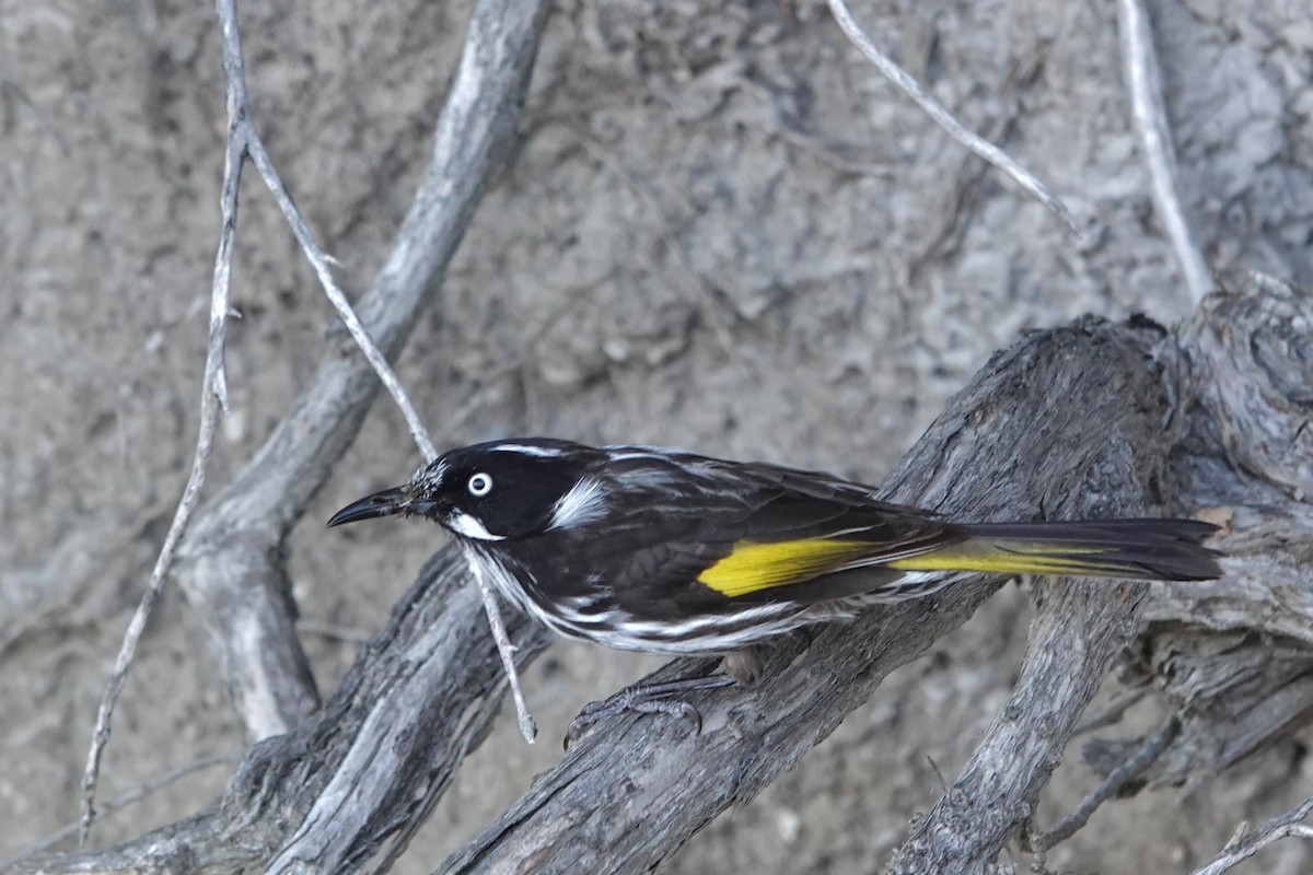 New Holland Honeyeater - ML644683201