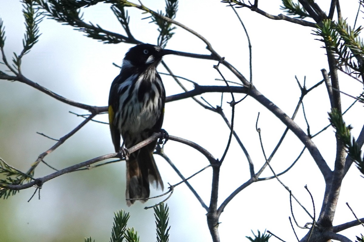 New Holland Honeyeater - ML644683202
