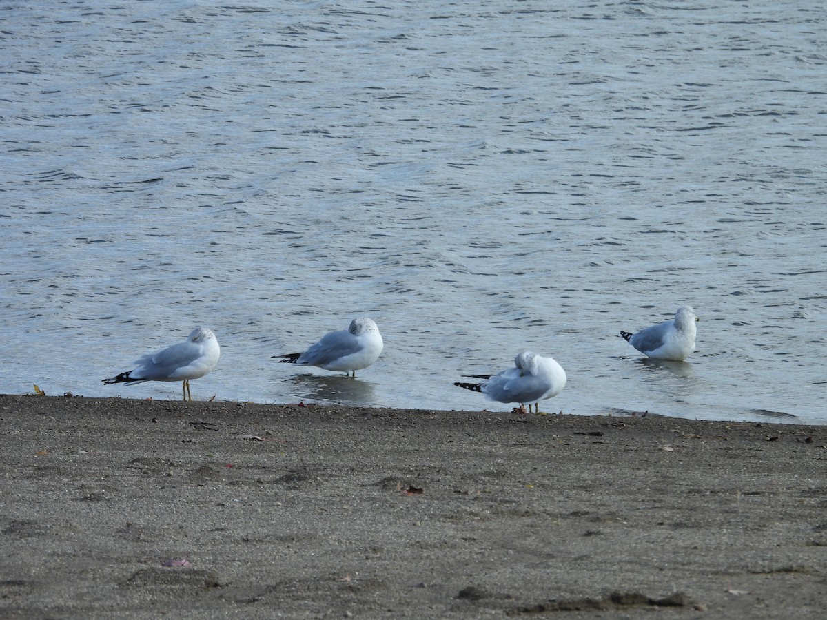 Ring-billed Gull - ML644683203