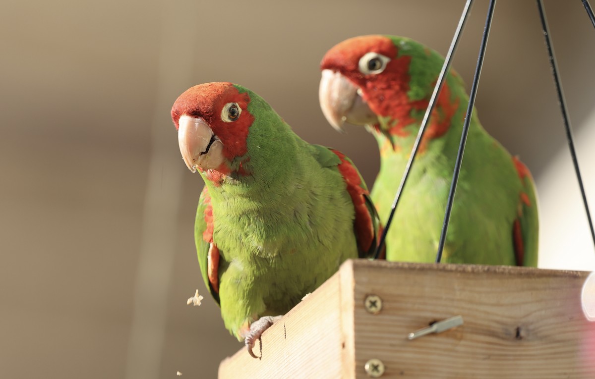 Red-masked Parakeet - ML644683204