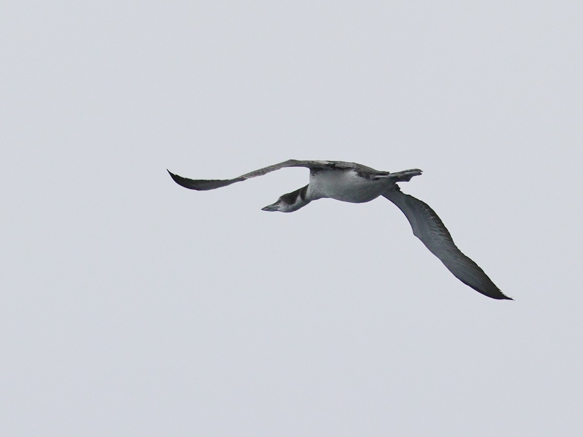 Common Loon - ML644683205