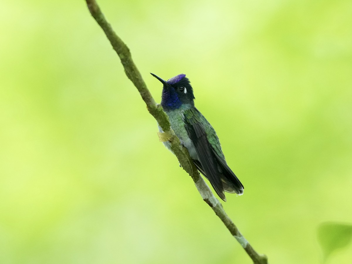Violet-headed Hummingbird - ML644683206