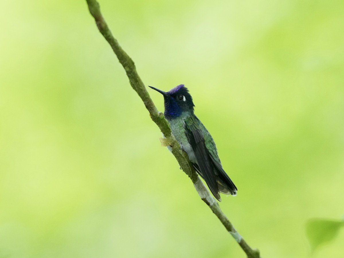 Violet-headed Hummingbird - ML644683207
