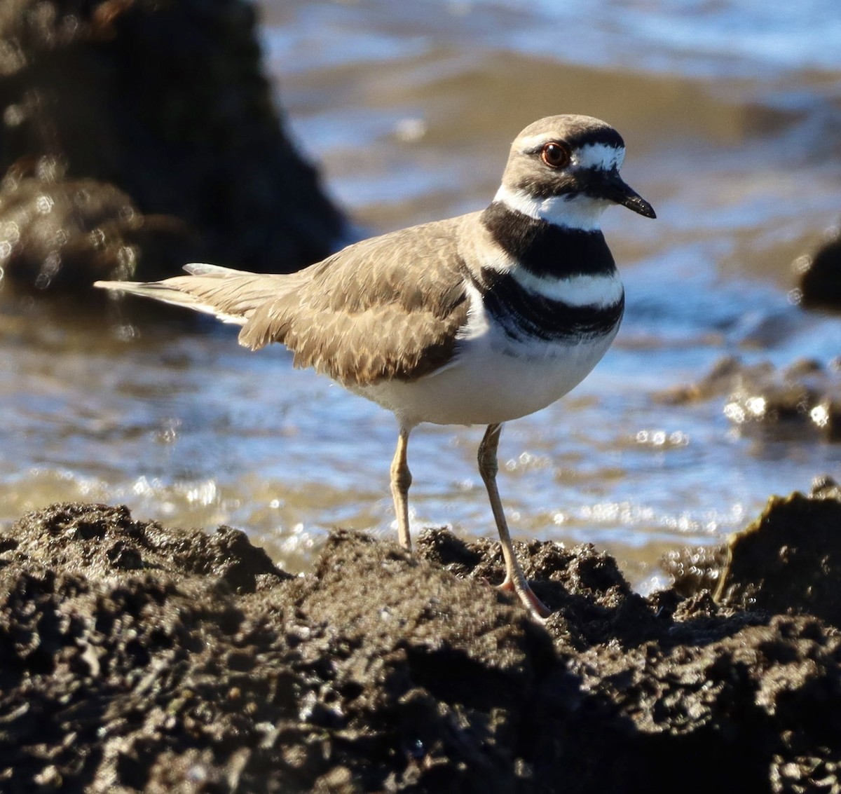 Killdeer - ML644683209