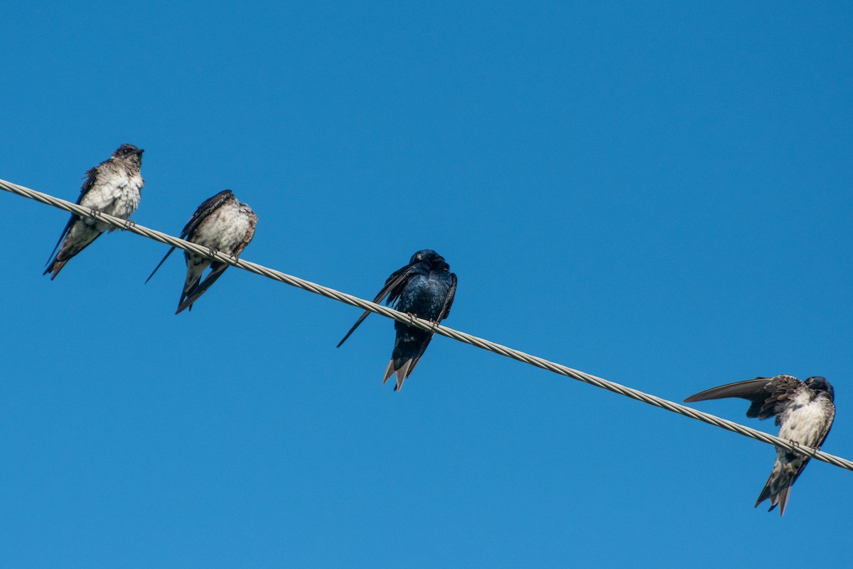 Purple Martin - ML644683210