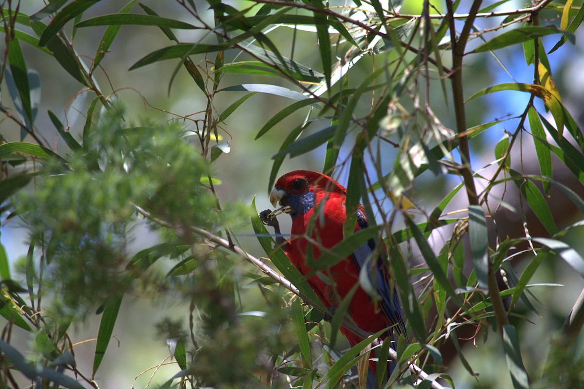 Crimson Rosella - ML644683212
