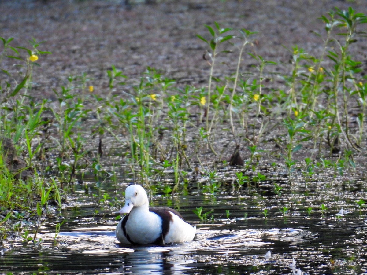 Radjah Shelduck - ML644683213