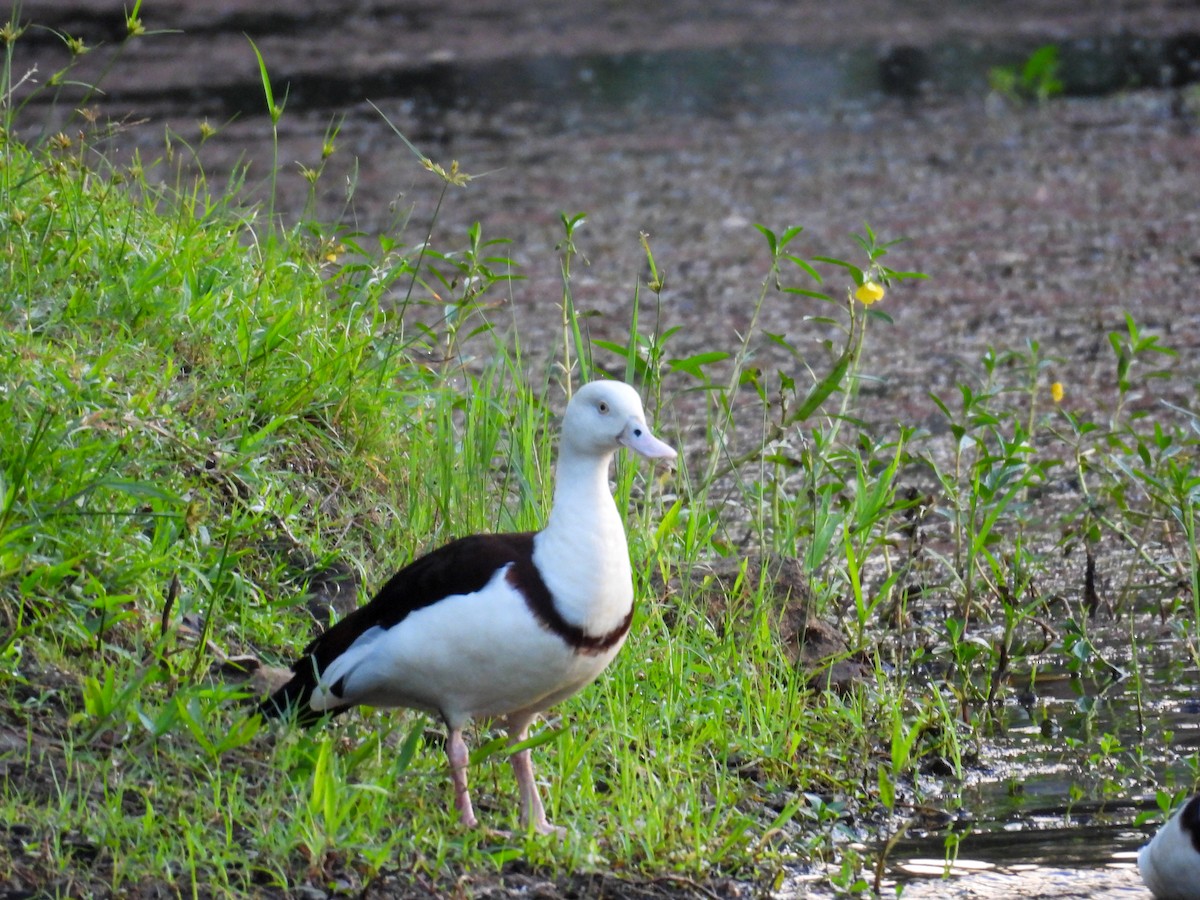 Radjah Shelduck - ML644683214