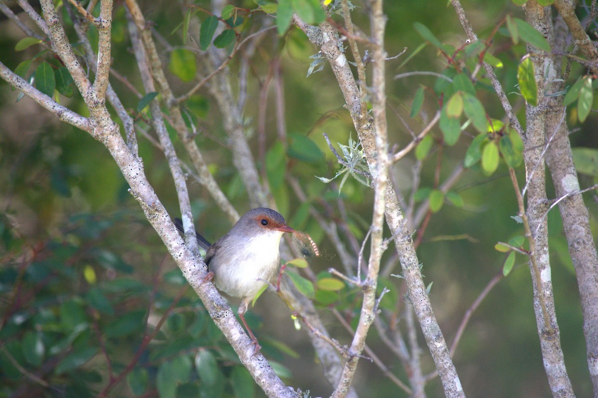 Superb Fairywren - ML644683215