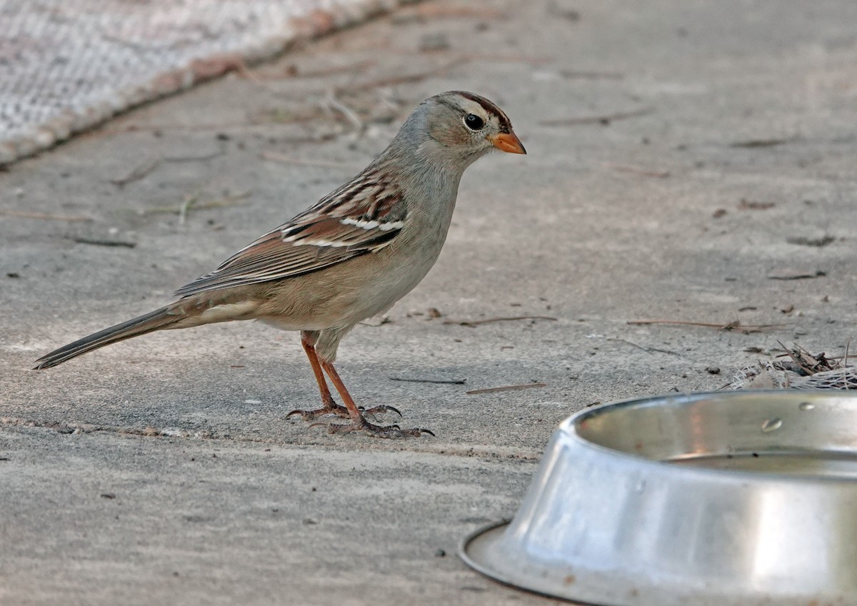 White-crowned Sparrow - ML644683216