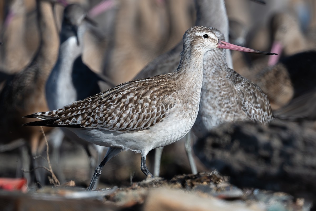 Bar-tailed Godwit - ML644683219