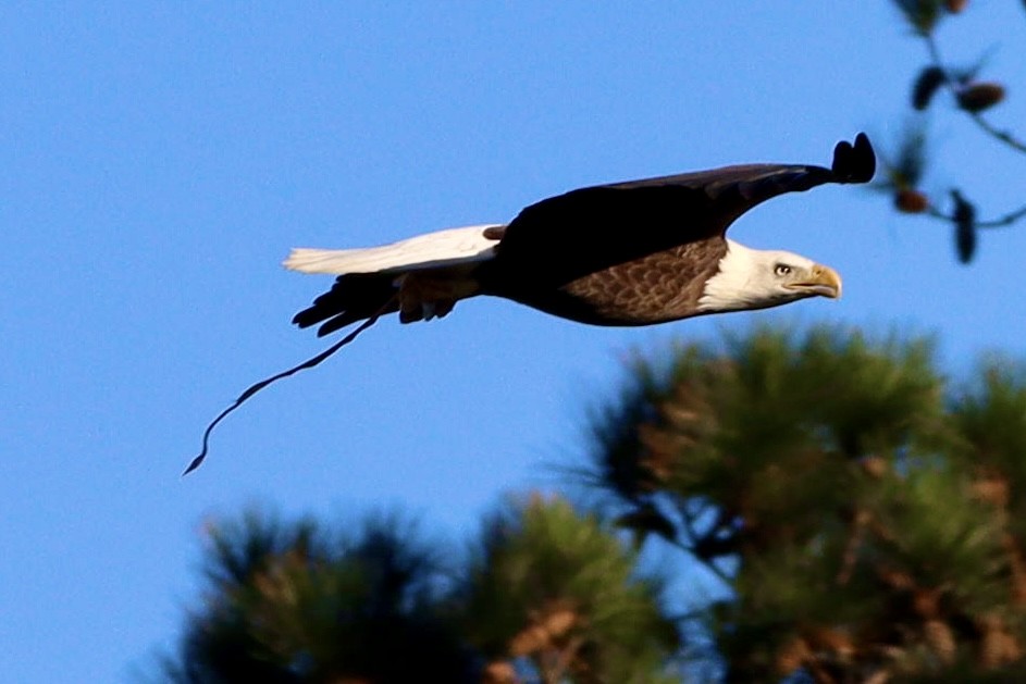 Bald Eagle - ML644683220