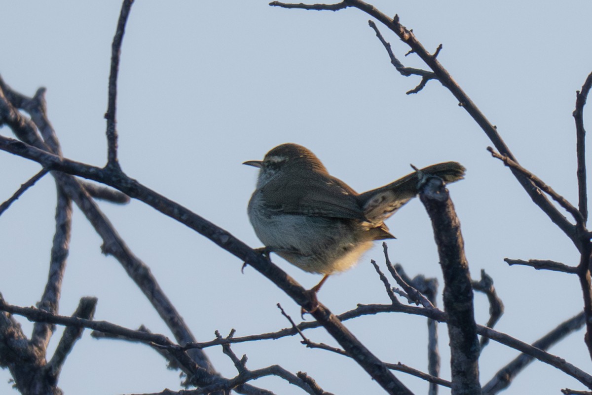 wren sp. - ML644683221