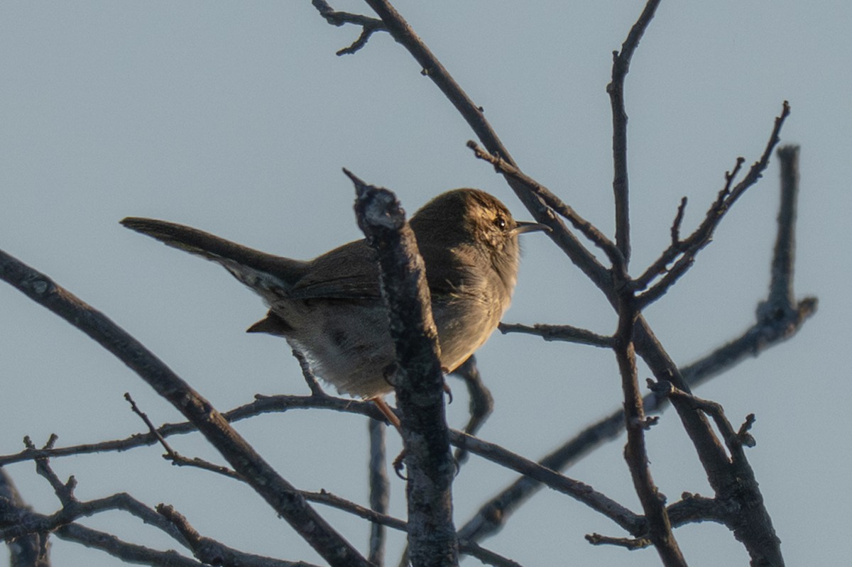 wren sp. - ML644683222