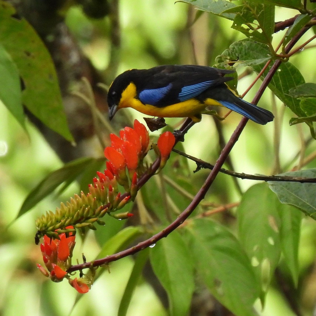 Blue-winged Mountain Tanager - ML644683223