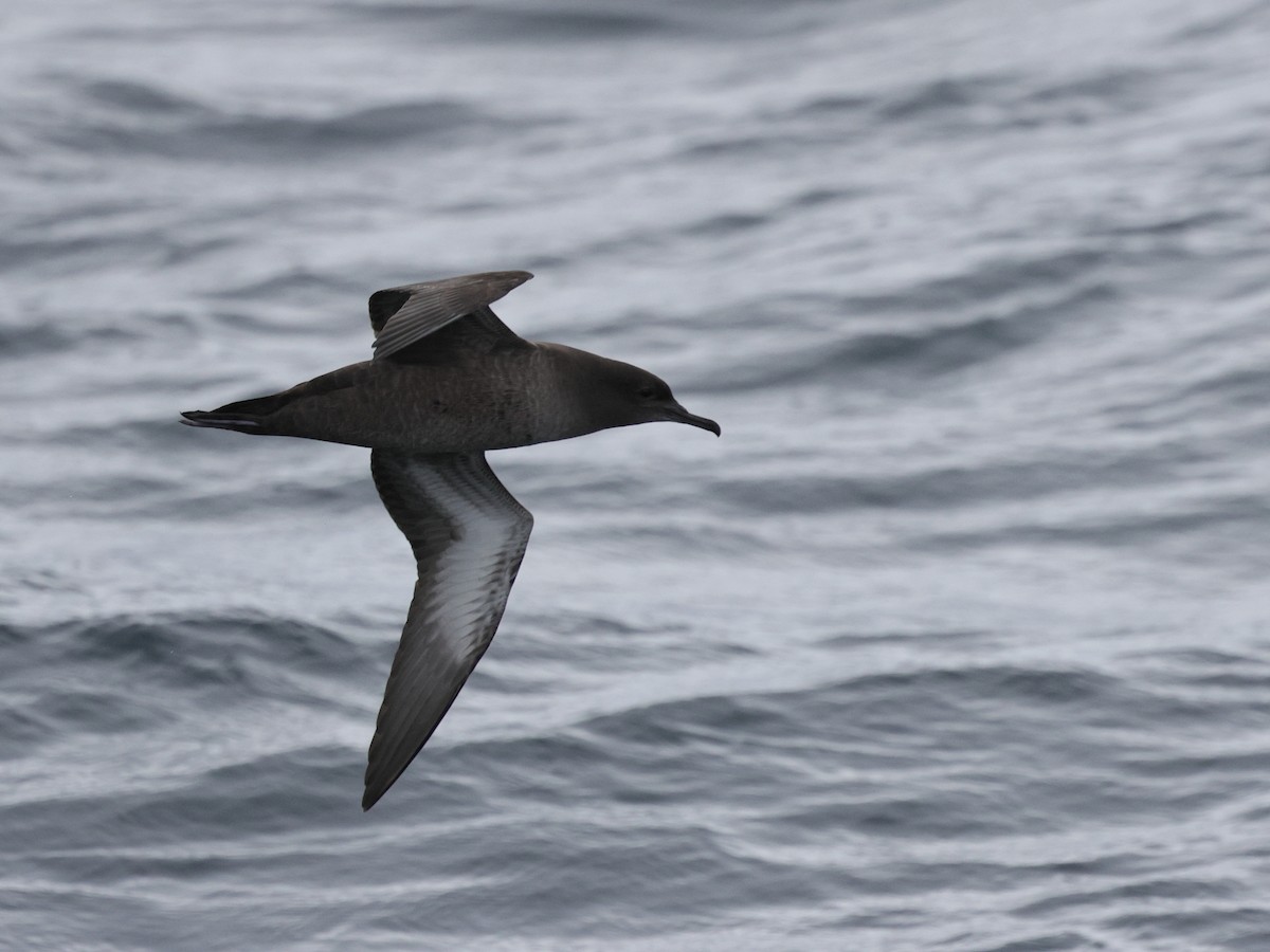 Sooty Shearwater - ML644683224