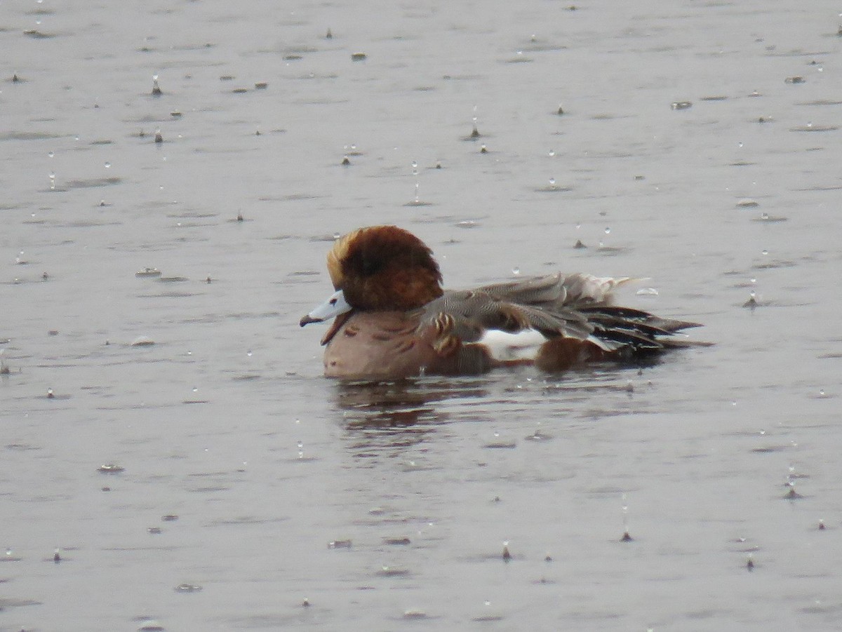 Eurasian x American Wigeon (hybrid) - ML644683225
