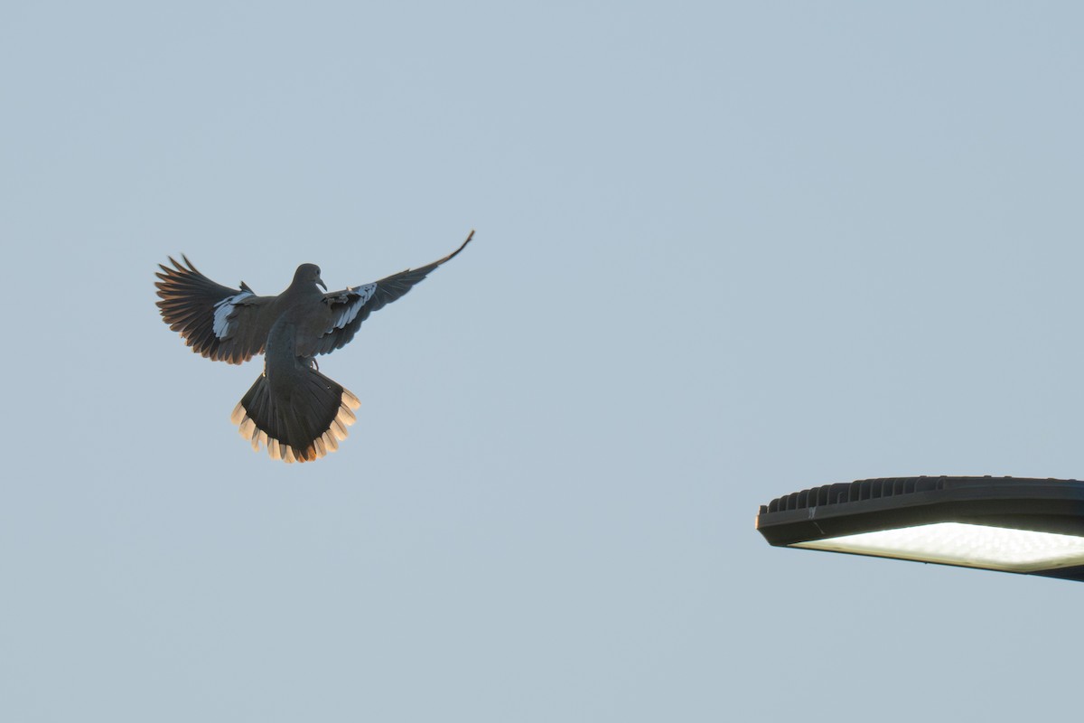 White-winged Dove - ML644683226