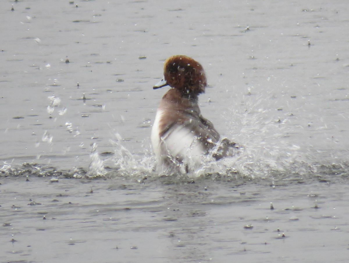 hvízdák eurasijský x americký (hybrid) - ML644683227