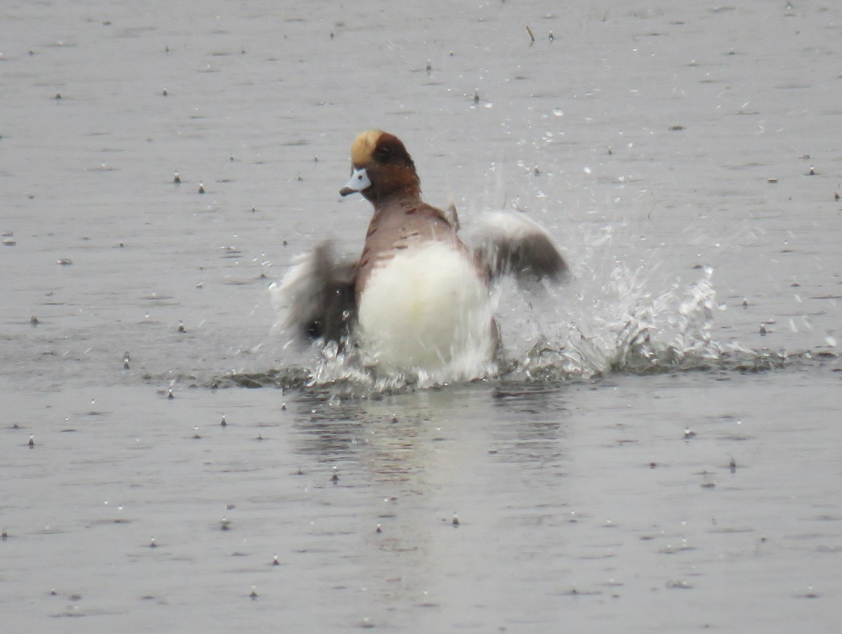 hvízdák eurasijský x americký (hybrid) - ML644683230