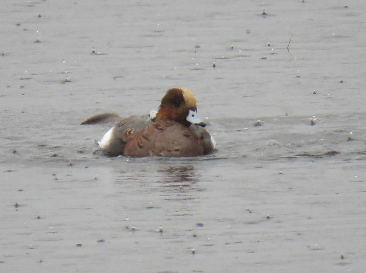 hvízdák eurasijský x americký (hybrid) - ML644683231