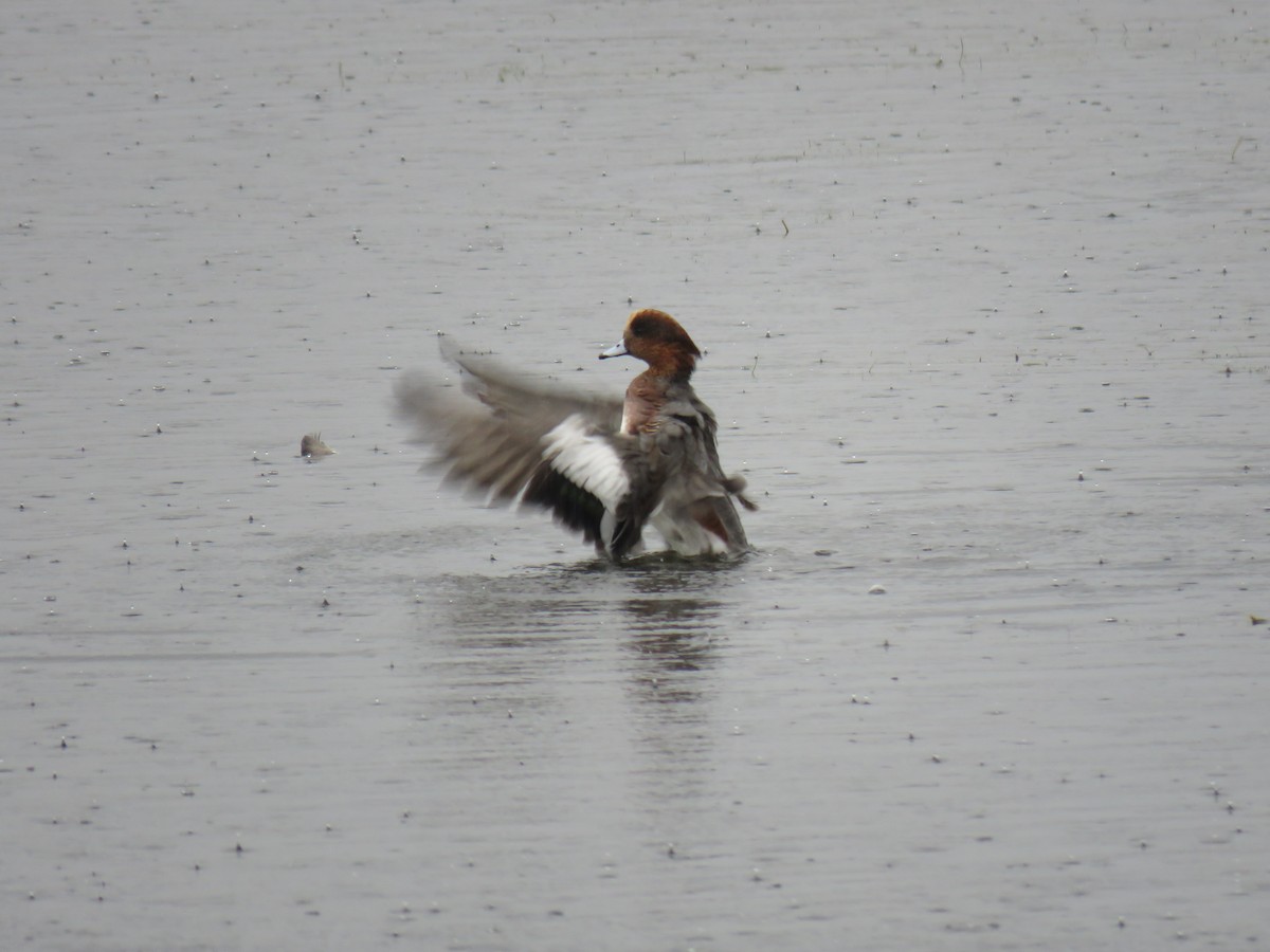 hvízdák eurasijský x americký (hybrid) - ML644683233