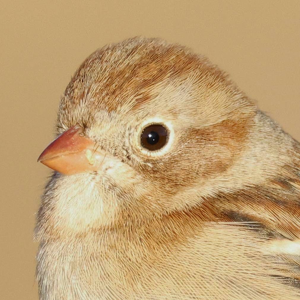 Карнатка польова - ML644683234