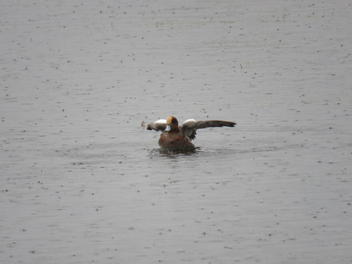 hvízdák eurasijský x americký (hybrid) - ML644683238