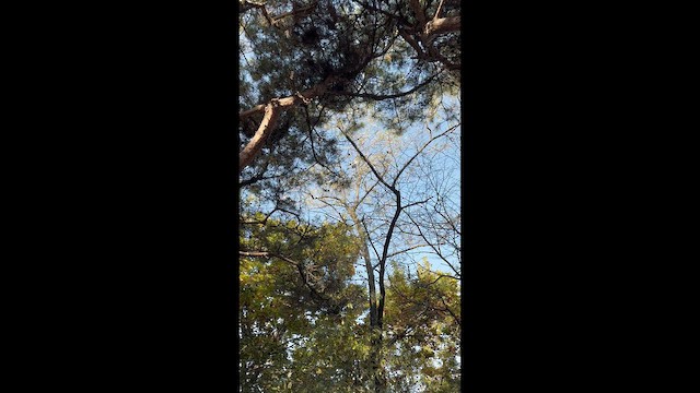 Large-billed Crow - ML644683246