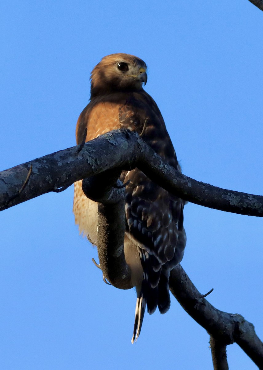 カタアカノスリ - ML644683247