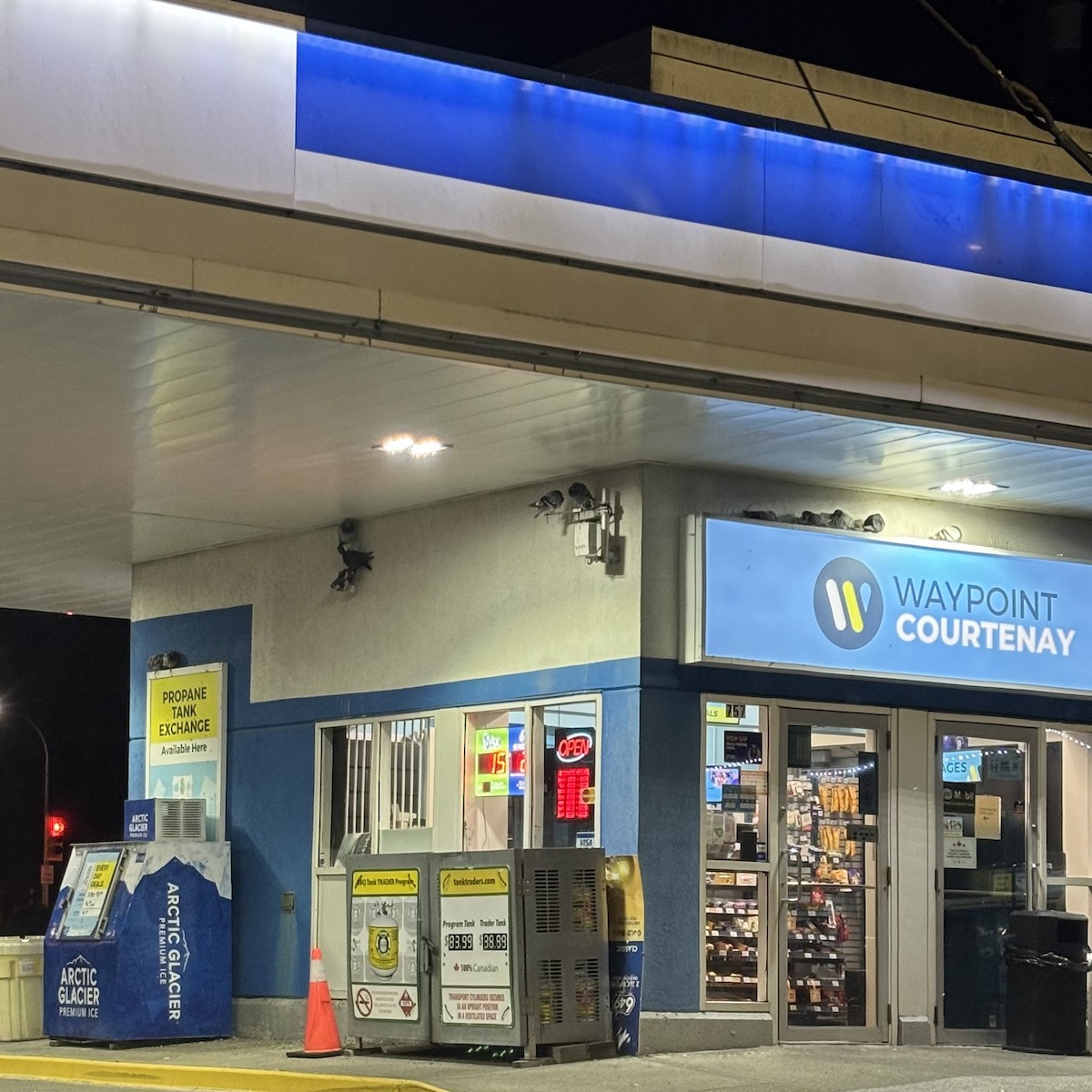 Rock Pigeon (Feral Pigeon) - ML644683249