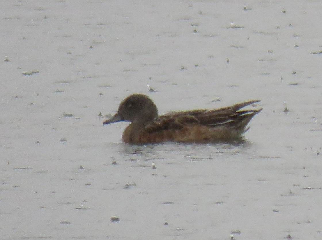 kachnovití sp. - ML644683253