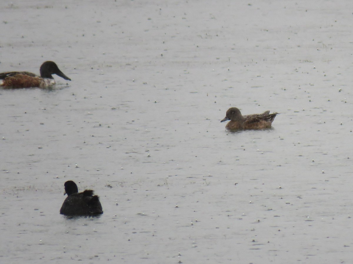 kachnovití sp. - ML644683254