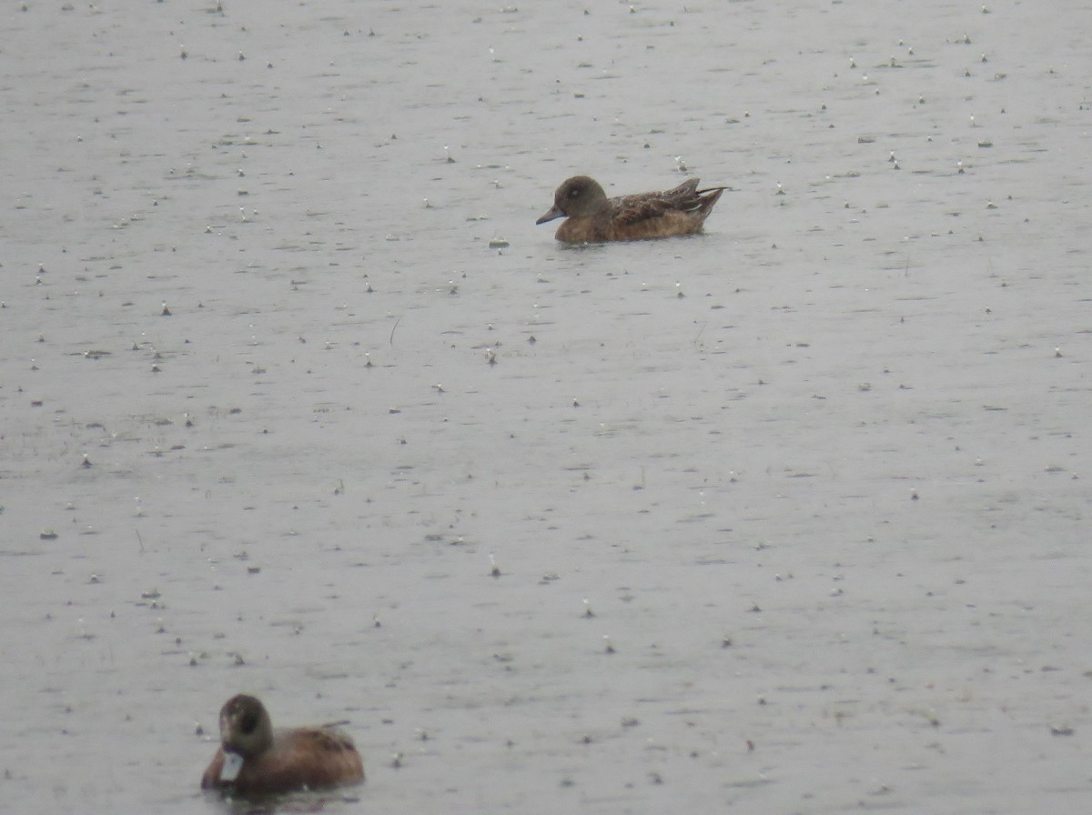 kachnovití sp. - ML644683258