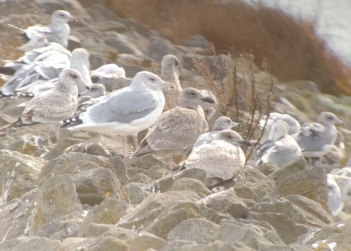 Серокрылая чайка - ML644683260