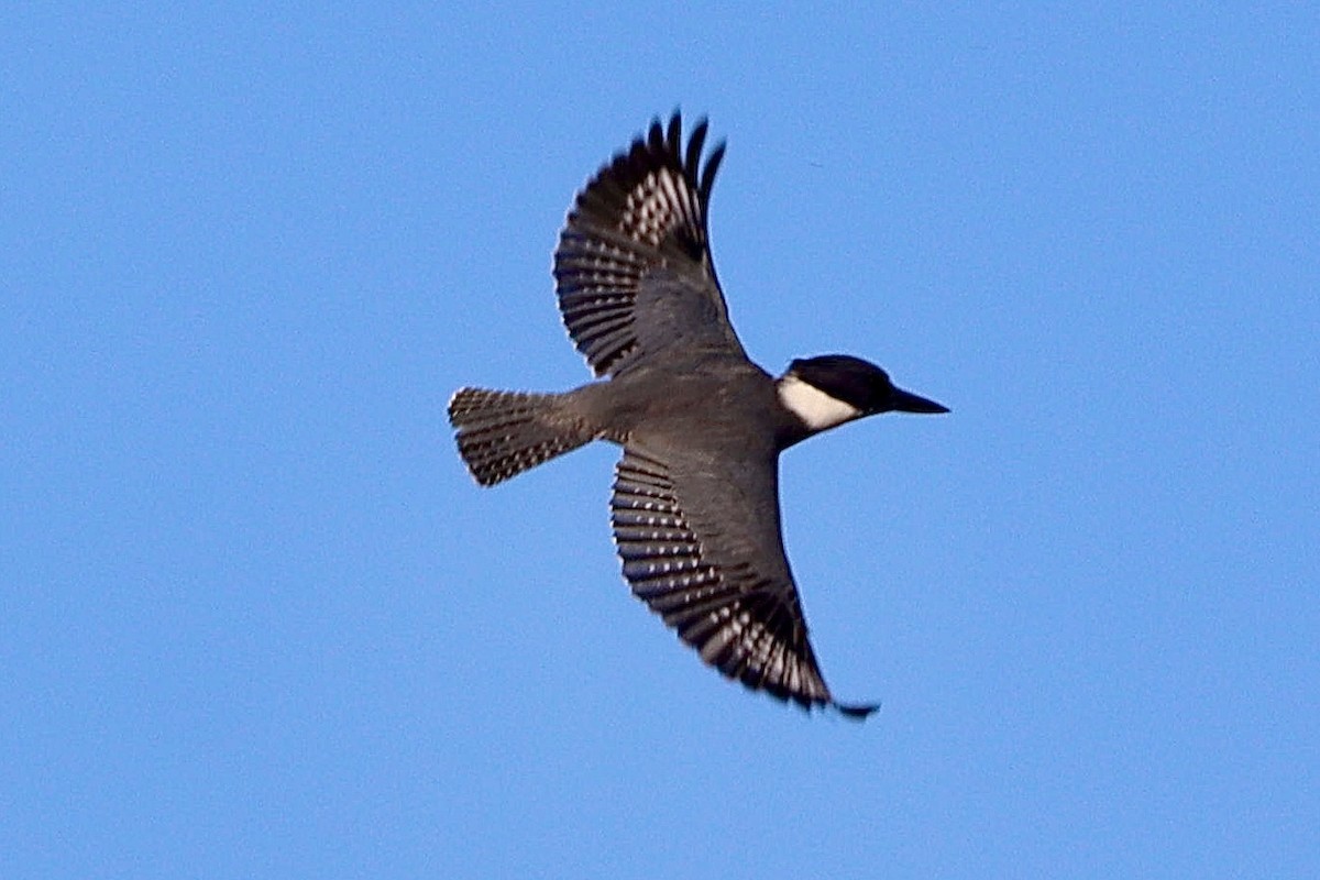 アメリカヤマセミ - ML644683262