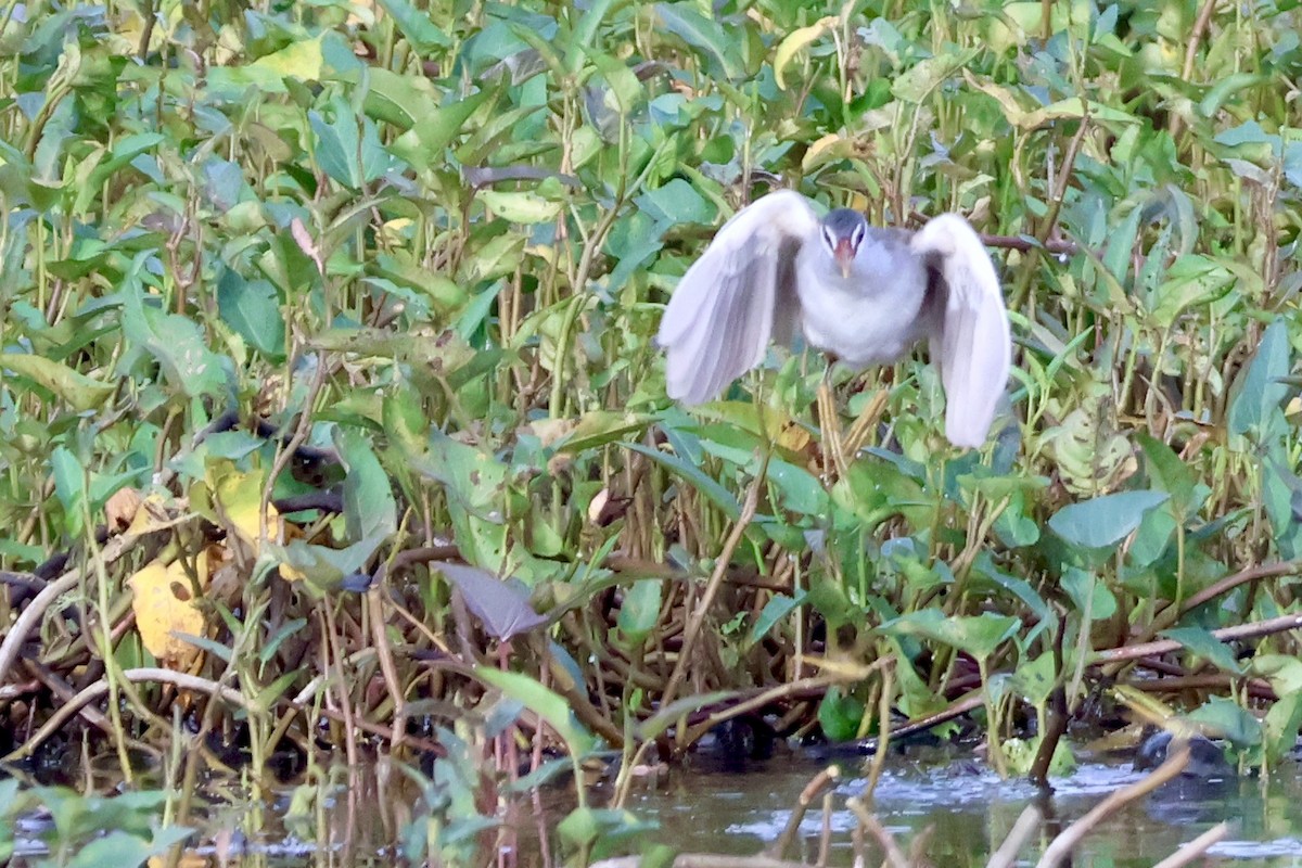 Râle cendré - ML644683263