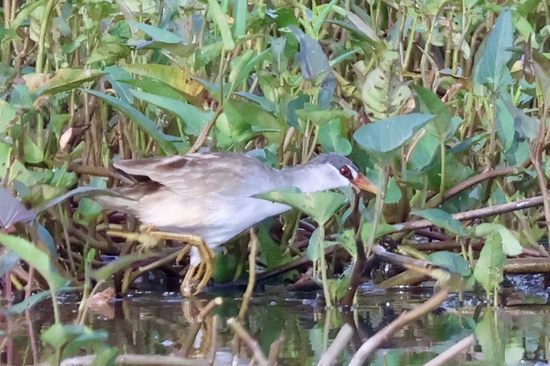 Râle cendré - ML644683264