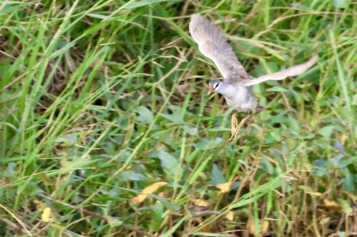 Râle cendré - ML644683265