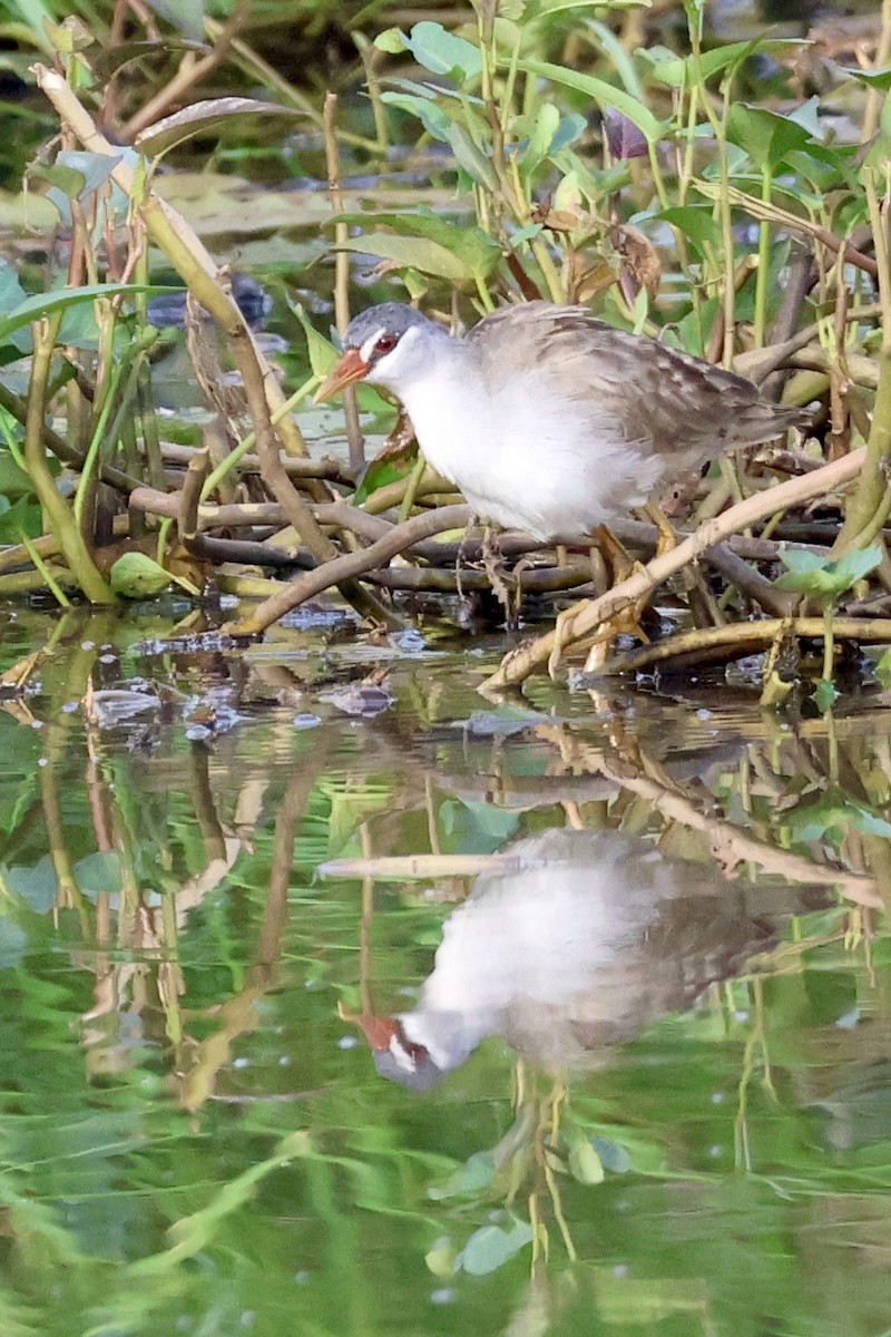 Râle cendré - ML644683266