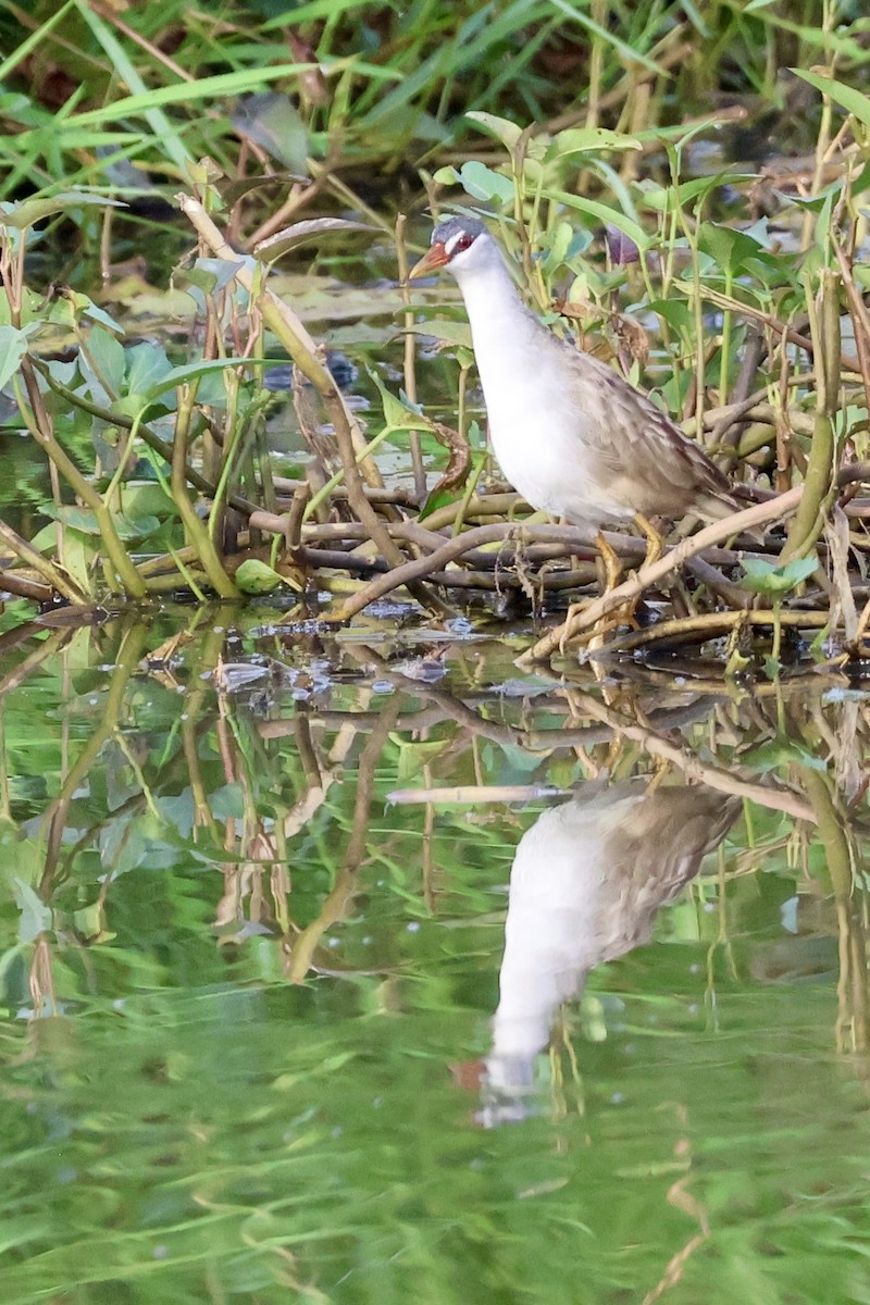 Râle cendré - ML644683267