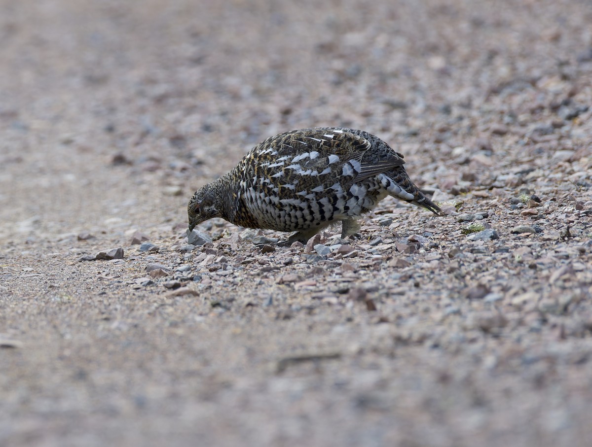 Spruce Grouse - ML644683268