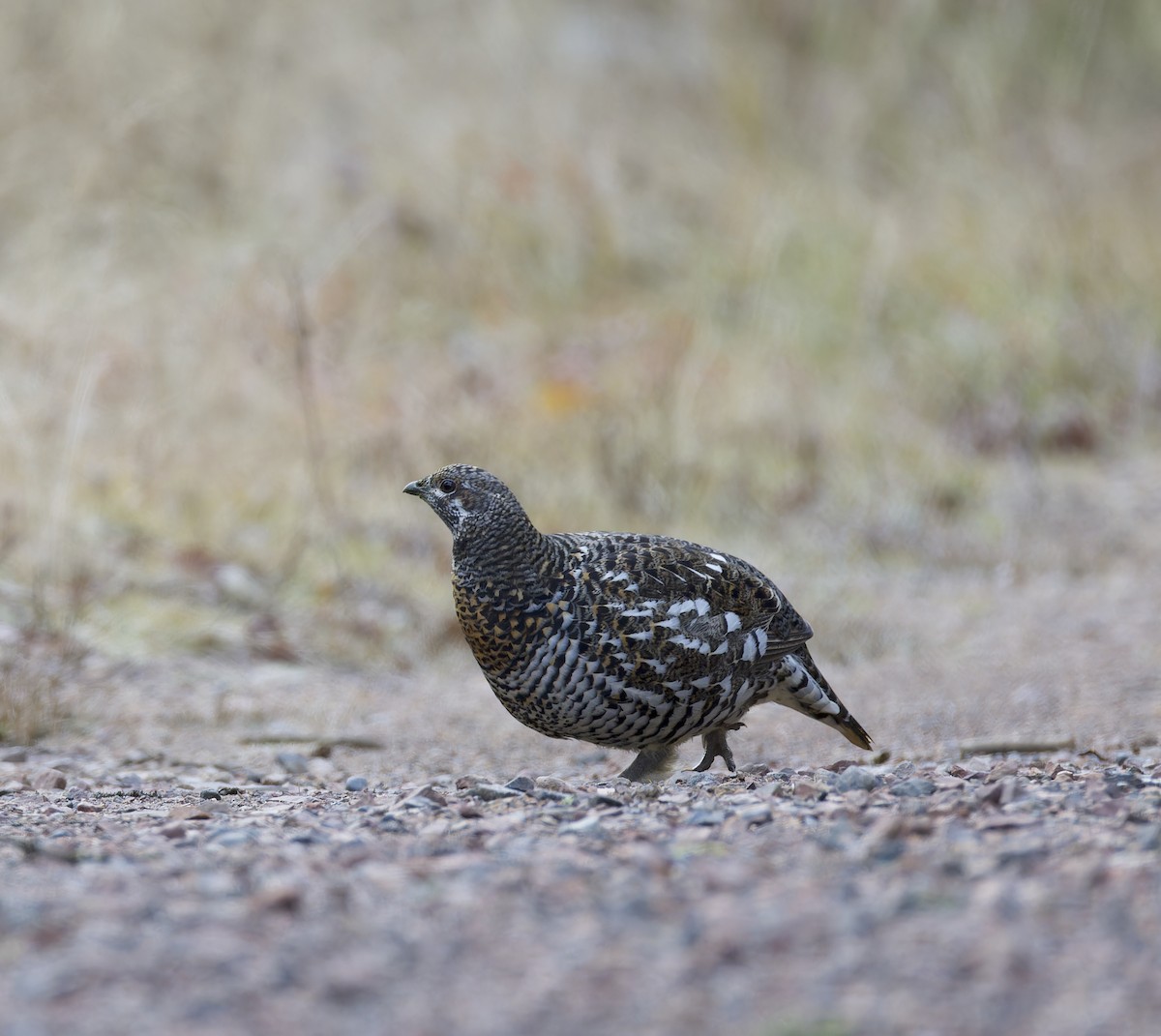 Spruce Grouse - ML644683269